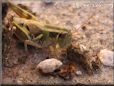 grasshopper