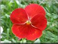 red pansy picture