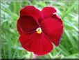 maroon pansy picture