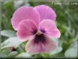 pink and black pansy picture