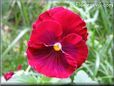red and maroon pansy picture