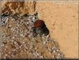 red and black jumping spider