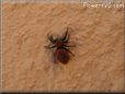 red and black jumping spider