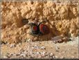 red and black jumping spider