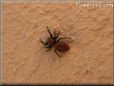 red and black jumping spider