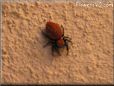 red and black jumping spider