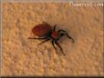 red and black jumping spider