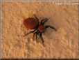 red and black jumping spider