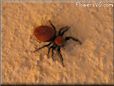 red and black jumping spider