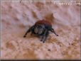 red jumping spider fangs