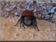 red jumping spider fangs