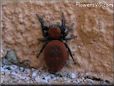 red jumping spider fangs