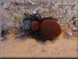 red backed jumping spider