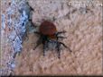 red backed jumping spider