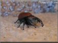 red backed jumping spider