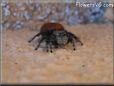 red backed jumpingspider