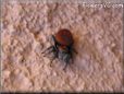 red backed jumpingspider