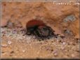 red backed jumpingspider