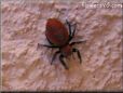 red backed jumpingspider