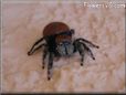 red backed jumpingspider