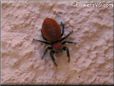 red backed jumpingspider