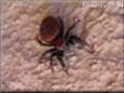 red black jumping spider