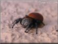 red black jumping spider