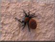 red black jumping spider