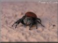 red black jumping spider