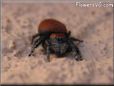 red black jumping spider