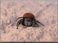 red black jumping spider
