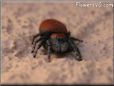 red back jumping spider