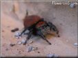 red back jumping spider