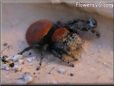 red back jumping spider