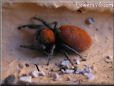 red back jumping spider