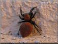 red back jumping spider