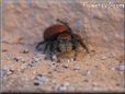 red back jumping spider