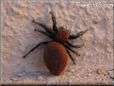 red back jumping spider