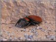 red back jumping spider