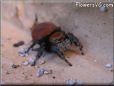 red backed jumping spider