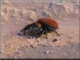 red backed jumping spider