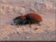 red backed jumping spider