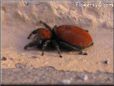 red backed jumping spider