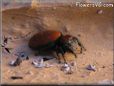 red backed jumping spider