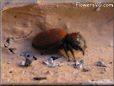 red backed jumping spider