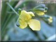 broccoli flower