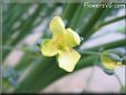 broccoli flower