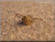 brown crab spider