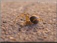 brown crab spider