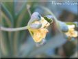 broccoli flower